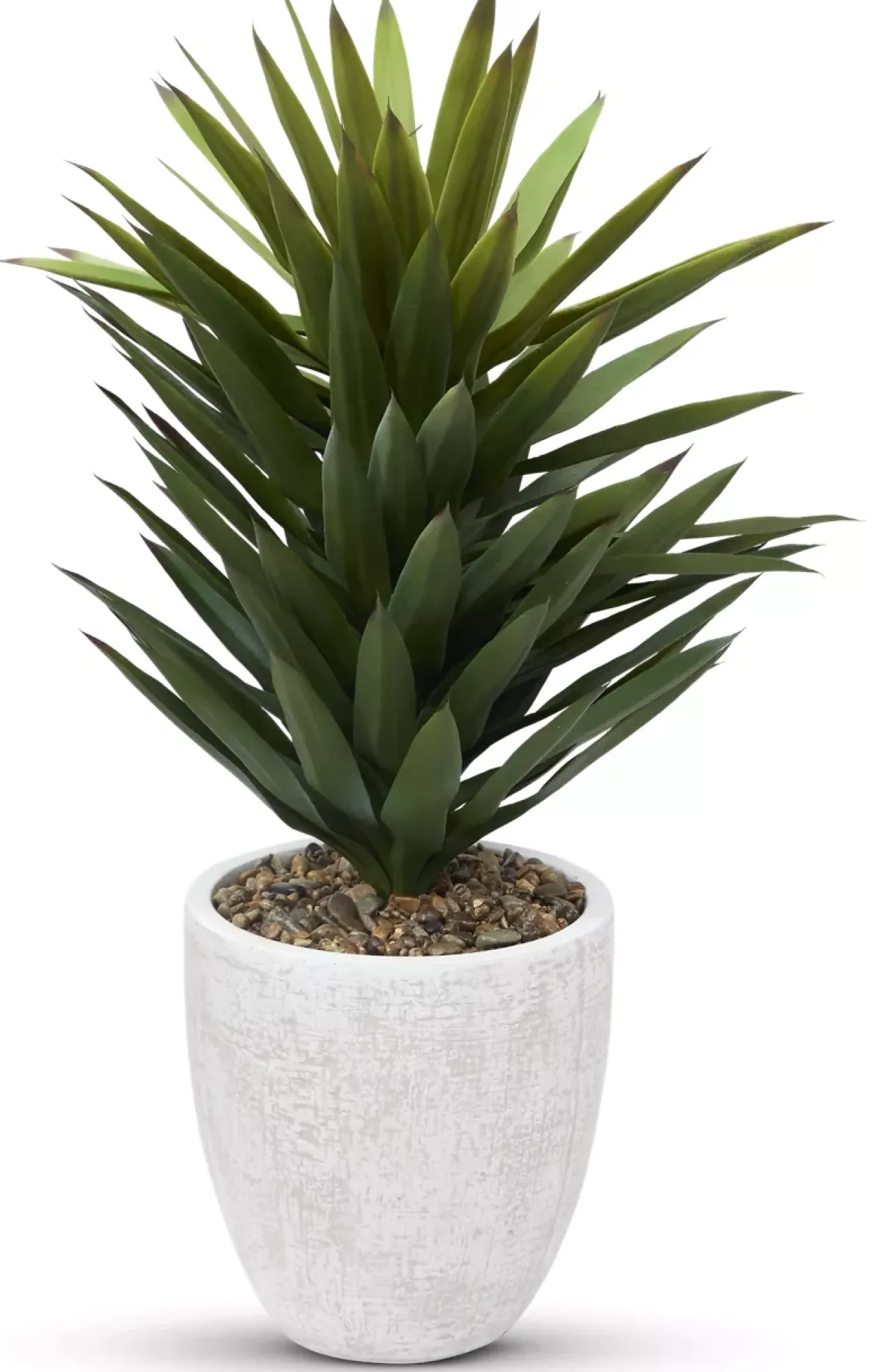 Agave Sisalana I Succulent