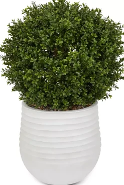Boxwood Ball Greenery