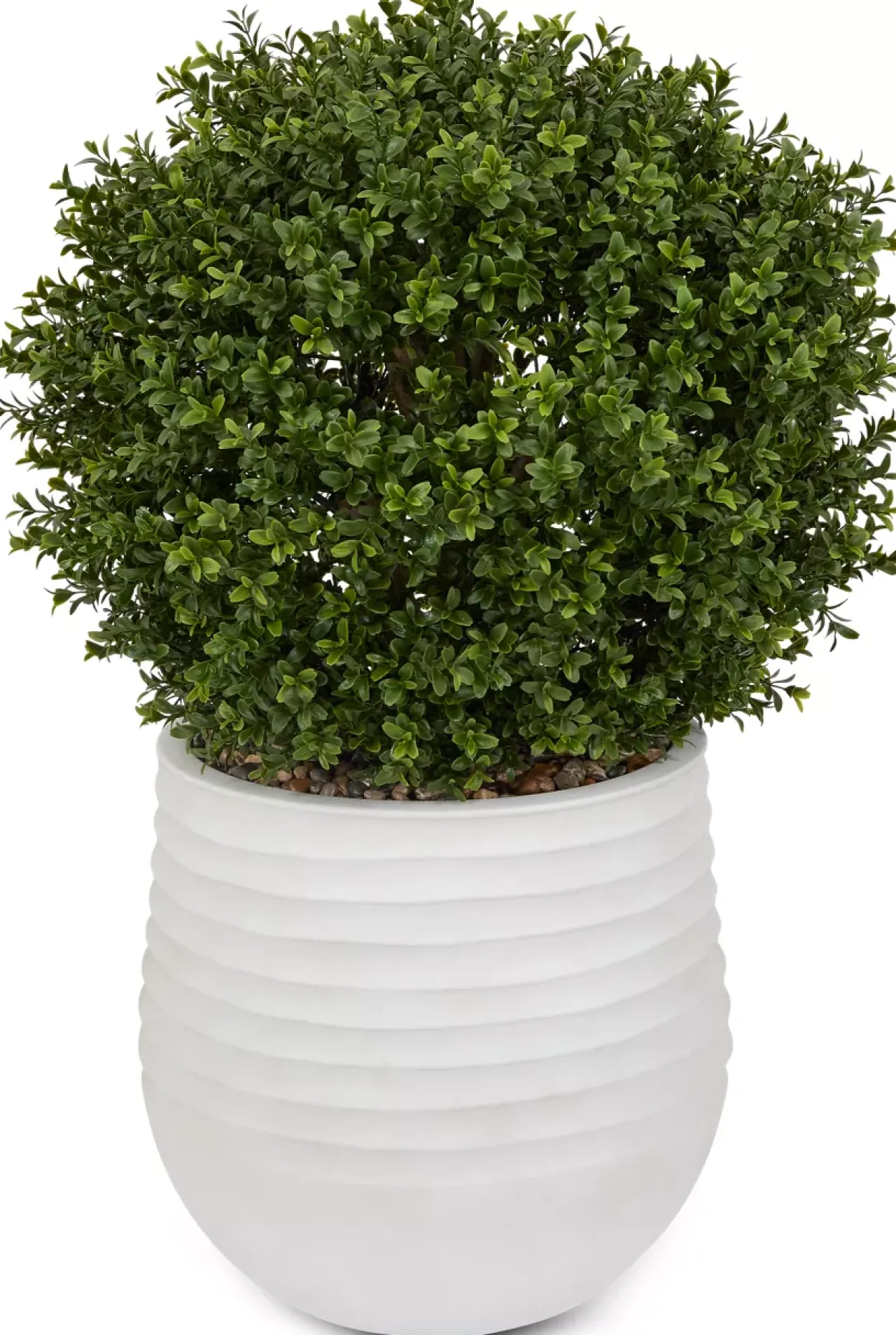 Boxwood Ball Greenery