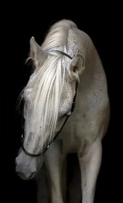 Bridled Canvas