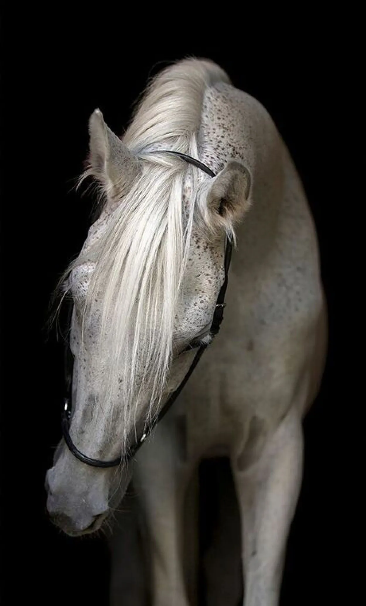 Bridled Canvas