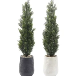 Cedar Tree