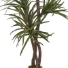 Dracaena Tree