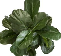 Fiddle Leaf II Tree