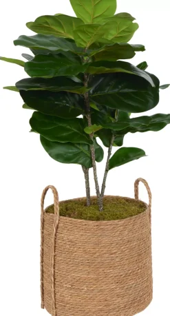 Fiddle Leaf IV Tree