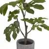 Fig Tree