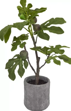 Fig Tree