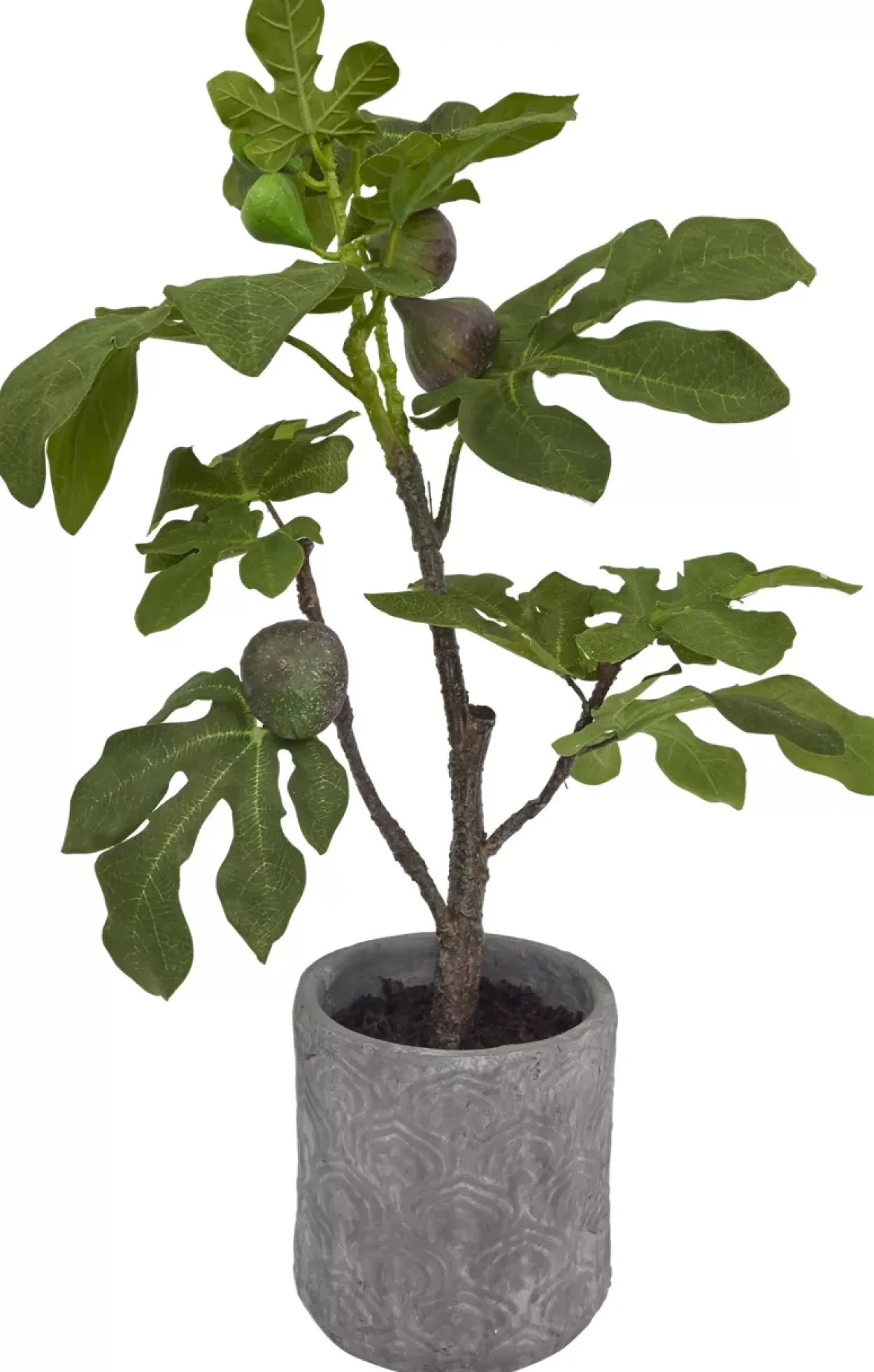 Fig Tree