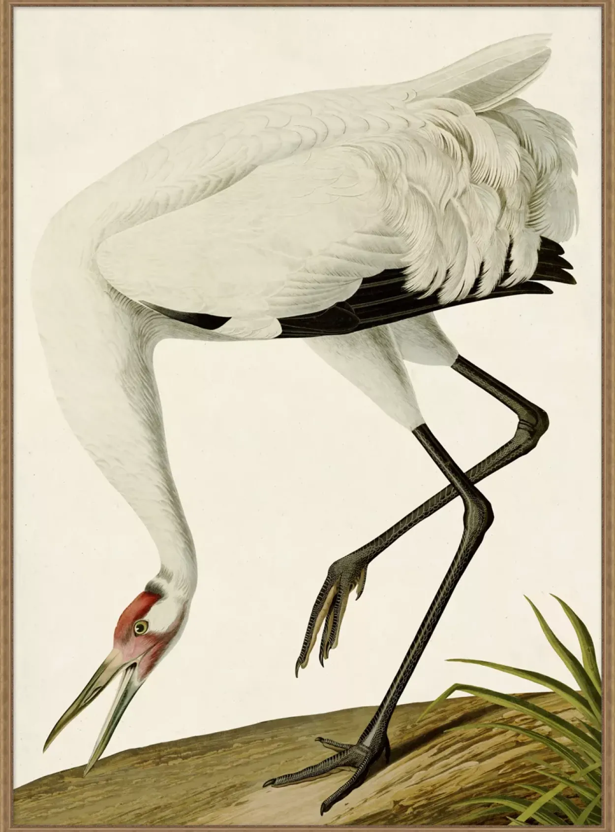 Grand Blue Heron Framed Art