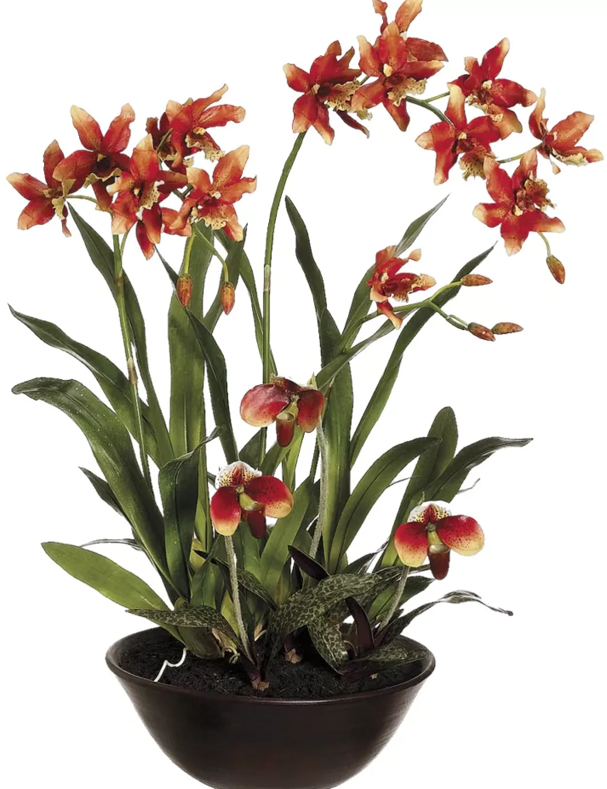 Lady's Slipper Floral