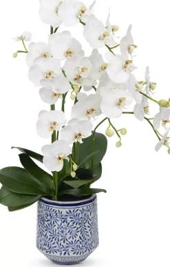 Moth Orchid II Floral