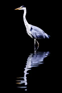 Night Reflections Wall Decor