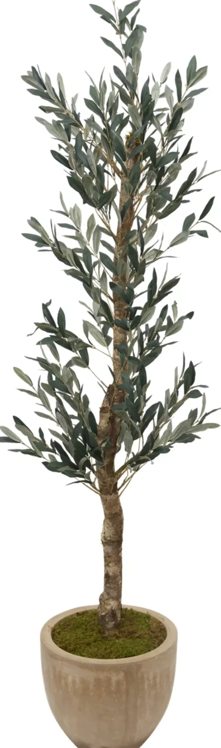 Olive II Tree
