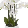 Orchid III Floral
