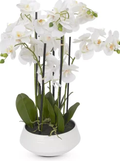 Orchid III Floral