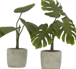 Philodendron Greenery