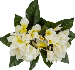 Plumeria Floral