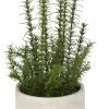 Rosemary Greenery