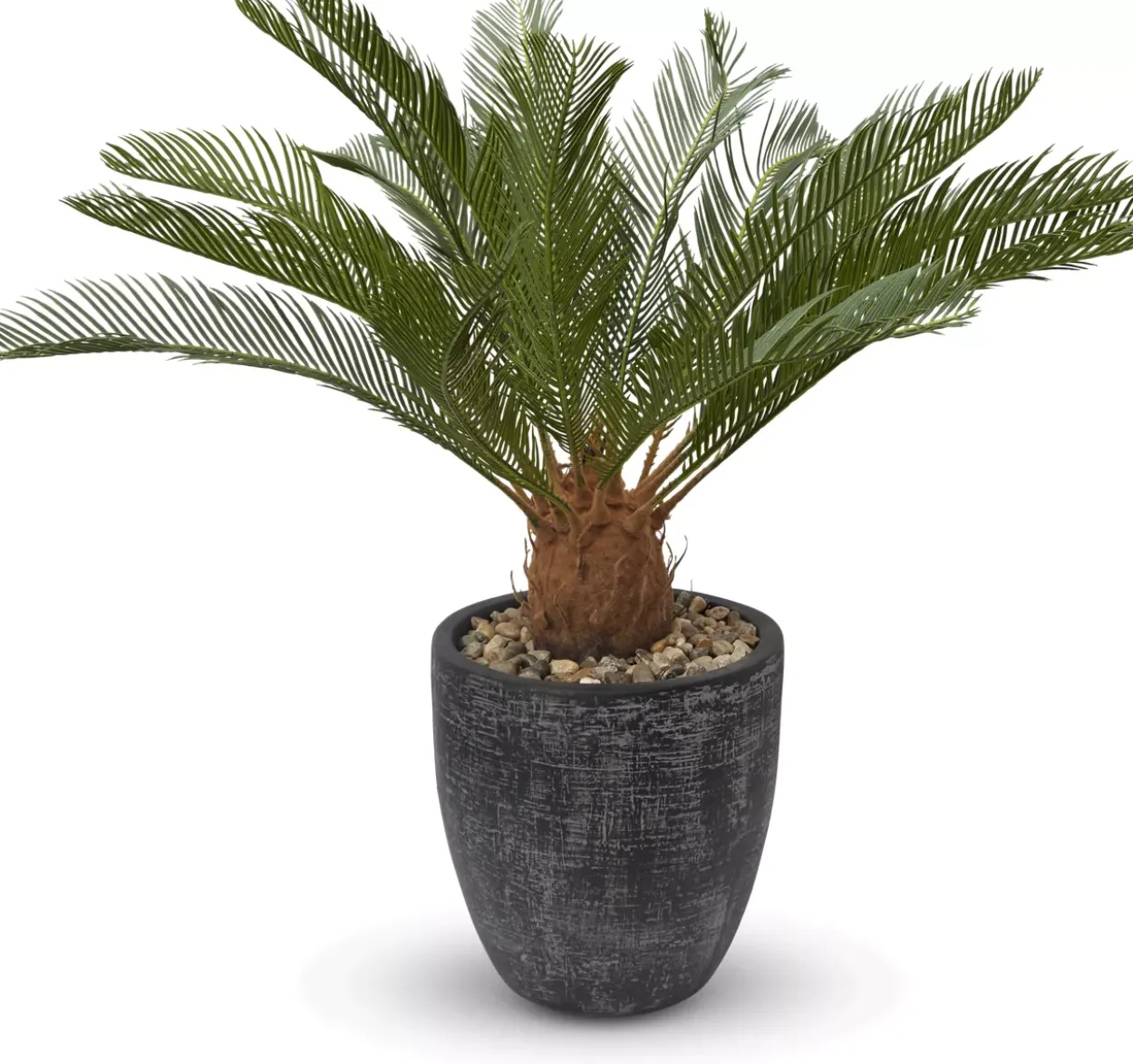 Sago Cycas Tree