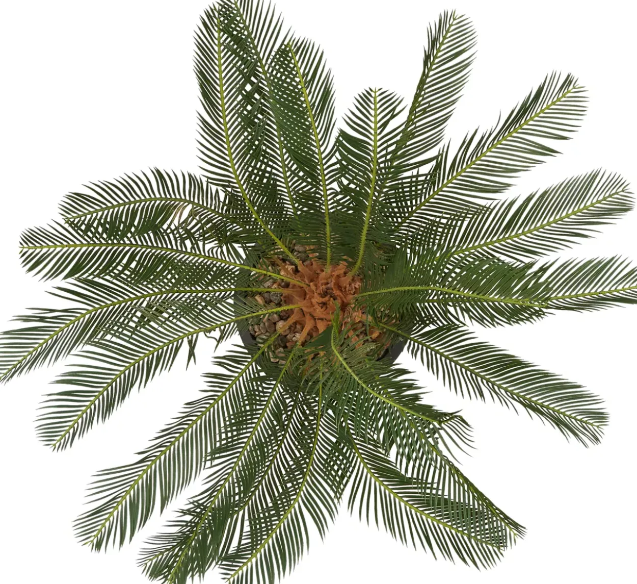 Sago Cycas Tree