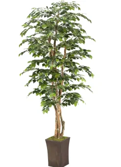 Sakaki Tree