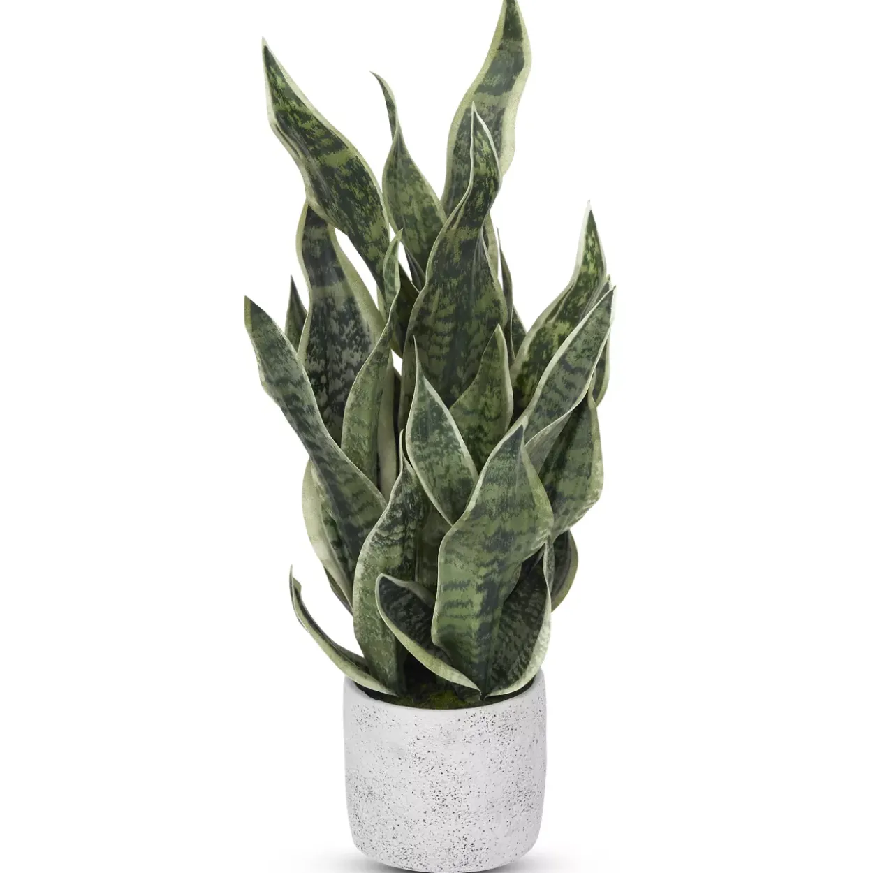 Sansevieria Greenery