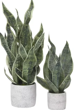 Sansevieria Greenery