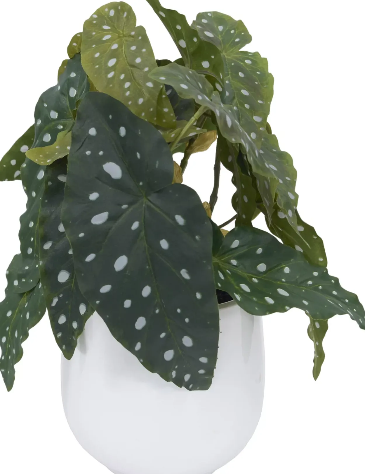 Spotted Begonia Greenery