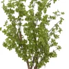 Star Tree