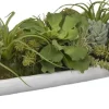 Succulent Boat Succulent