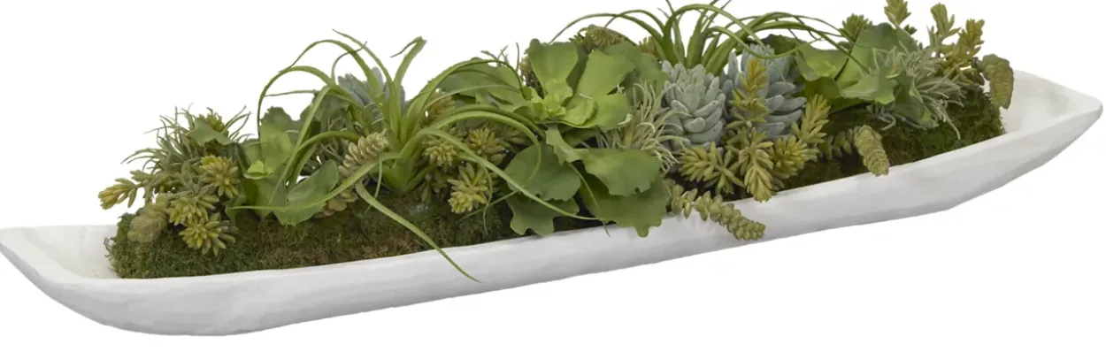 Succulent Boat Succulent