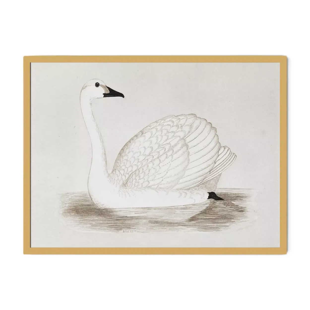 Vintage Swan Wall Art