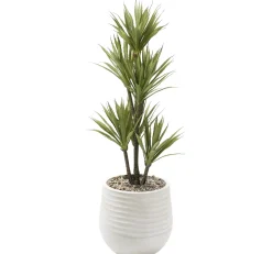 Yucca Tree