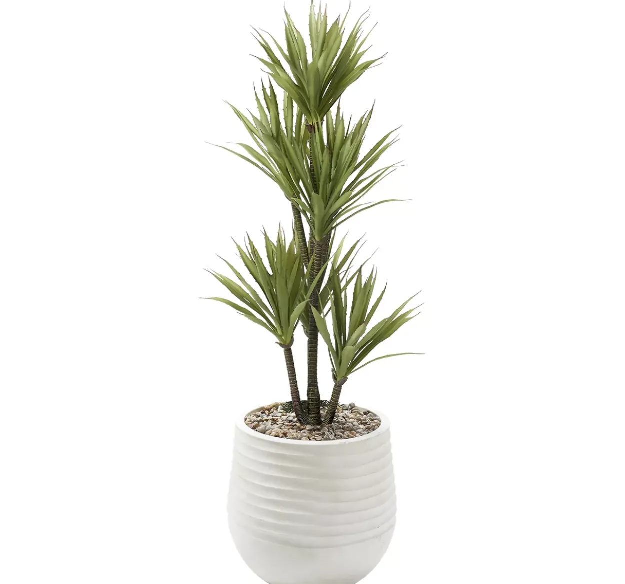 Yucca Tree